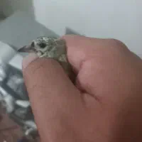 یه جوجه نر زنجان