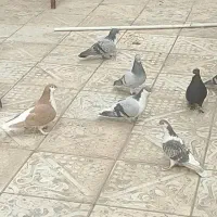 کفتر بیله 10تایی و جفت