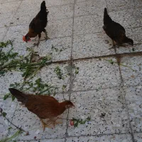 جوجه سالم وخوشکل عربی