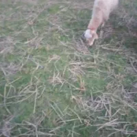 گوسفند ابستن|حیوانات مزرعه|رحیمآباد, |دیوار