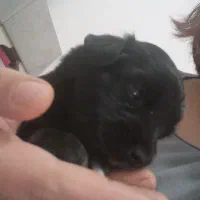 سگ شیتزو کراس