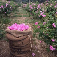 گلاب و عرقیجات گیاهی نیاسر کاشان