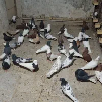 دسته کبوتر رنگی تعداد ۵۰