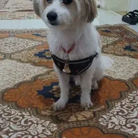 سگ سالم سرحال