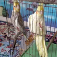 وقت دستی کردن|پرنده|بندر ماهشهر, |دیوار