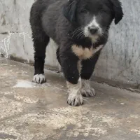 توله لاس قدرجونی