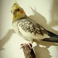 پرنده گمشده