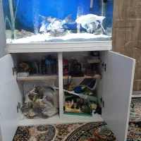 اکواریوم و ماهی|ماهی|قم, نیروگاه|دیوار