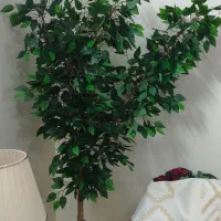 درختچه ی بنجامین