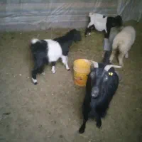 بزوکهره وبره