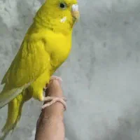 مرغ عشق بالغ