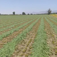 یونجه درجه ۱ برای گاوداری