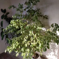 فروش گل بنجامین و فیکوس|گل و گیاه طبیعی|ملکان, |دیوار