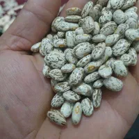 لوبیا چیتی