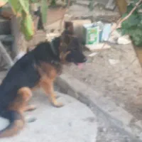 واگذاری یه قلاده سگ ژرمن اصل|سگ|اصفهان, کوی شهید کشوری|دیوار