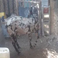 بوشهر عسلویه|حیوانات مزرعه|عسلویه, |دیوار