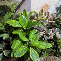 خانه گل و گیاه آنلاین و حضوری|گل و گیاه طبیعی|زرند, |دیوار