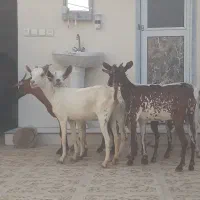 8عدد بز نقشی صلاله مخصوص داشت آبستن دوقلو زا|حیوانات مزرعه|بندرعباس, |دیوار