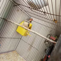 مرغ عشق و فنچ