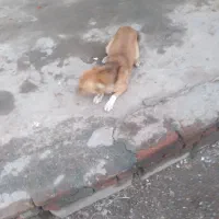 واگذاری پاکوتاه ماده پنج ماهه واکسن زده شده