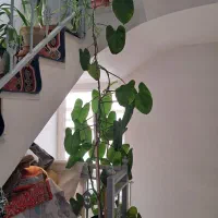 گل طبیعی|گل و گیاه طبیعی|اصفهان, شیخ طوسی|دیوار