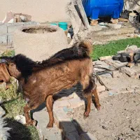 فروش بز مری نر|حیوانات مزرعه|سیب و سوران, |دیوار