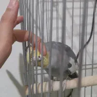 عروس هلندی|پرنده|مریوان, |دیوار