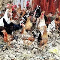 تخم مرغ گلین ۱۰۰ دردصد نطفه دار