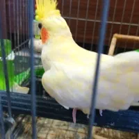 عروس هلندی لوتینو تخم گذار|پرنده|قائم‌شهر, |دیوار