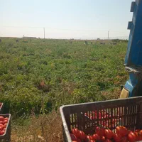 گورجه|خوردنی و آشامیدنی|نیشابور, دربقاضی|دیوار