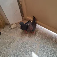 کبوتر زاغ نوک ریز