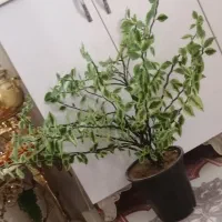 گل زیبا و بزرگ فقط 450|گل و گیاه طبیعی|بناب, |دیوار