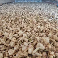 سیر|خوردنی و آشامیدنی|بجنورد, |دیوار
