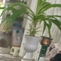 گل زرتی بزرگ برگ پهن بخاطره جابجایی