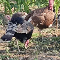 فروش بوقلمون محلی