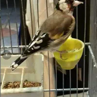 سهره ماده آماده جفت