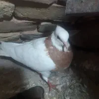 طوقی|پرنده|سبزوار, اسلام آباد|دیوار