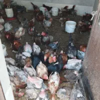 مرغ تخم گذار محلی