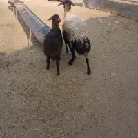 گوسفند شیشک بره دار