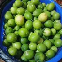 لیمو ترش