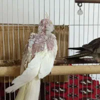 جوجه عروس هلندی سرلاکی