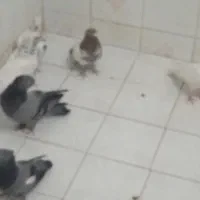 5عدد کبوتر پرشی و 1طوقی