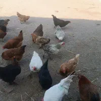 فروش مرغ تخم گذار