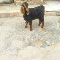 بزغاله نر|حیوانات مزرعه|دزفول, |دیوار