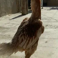 دوعدد مرغ لاری نسل درست یک عدد خروس تاج مهر