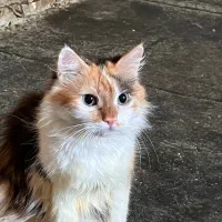 ۴ عدد گربه پرشین میکس|گربه|دزفول, |دیوار