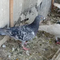 کفتر صیدقلدر|پرنده|مشهد, گرجی علیا|دیوار