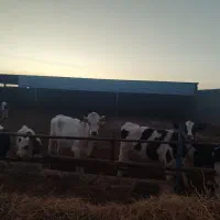 گاوداری صنعتی همراه باغ پسته|فروش دفتر صنعتی، کشاورزی، تجاری|شادمهر, |دیوار