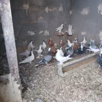 حدودا چهل کفتر فروشی