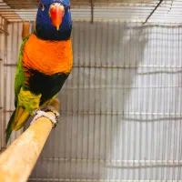 لوری|پرنده|چغادک, |دیوار